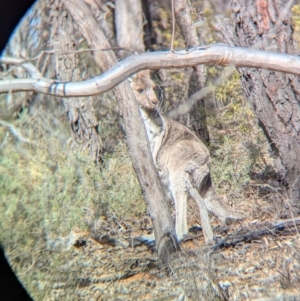 Macropus giganteus at Big Springs, NSW - 7 Jul 2024 12:42 PM