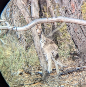 Macropus giganteus at Big Springs, NSW - 7 Jul 2024 12:42 PM