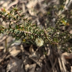 Acacia gunnii (Ploughshare Wattle) at Big Springs, NSW - 7 Jul 2024 by Darcy