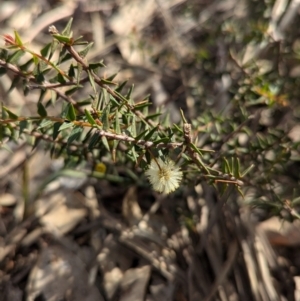 Acacia gunnii at Big Springs, NSW - 7 Jul 2024