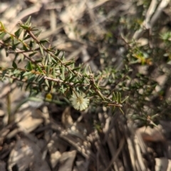 Acacia gunnii at Big Springs, NSW - 7 Jul 2024