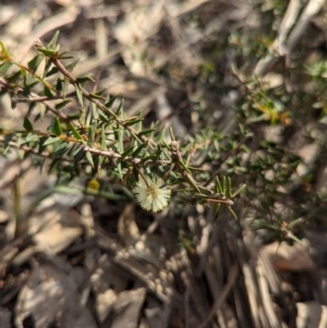 Acacia gunnii at Big Springs, NSW - 7 Jul 2024