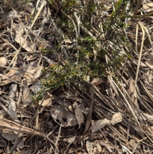 Acacia gunnii at Big Springs, NSW - 7 Jul 2024 01:37 PM