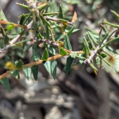 Acacia gunnii at Big Springs, NSW - 7 Jul 2024