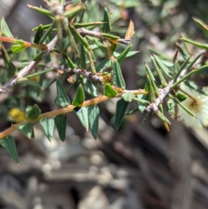 Acacia gunnii at Big Springs, NSW - 7 Jul 2024 01:37 PM