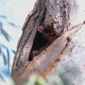 Trichosurus vulpecula at Dickson, ACT - 7 Jul 2024 10:12 AM