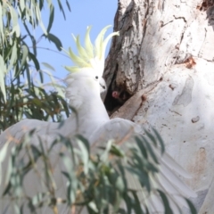 Trichosurus vulpecula at Dickson, ACT - 7 Jul 2024