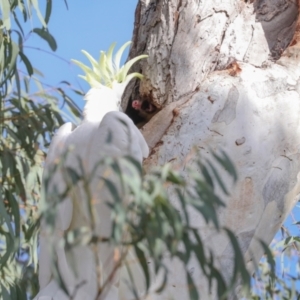 Trichosurus vulpecula at Dickson, ACT - 7 Jul 2024 10:12 AM