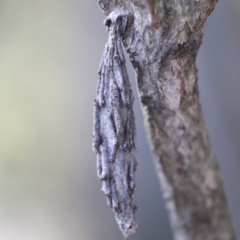Metura elongatus (Saunders' case moth) at Dickson, ACT - 7 Jul 2024 by AlisonMilton