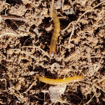 Saragus sp. (genus) (A False Wireworm) at Strathnairn, ACT - 5 Jul 2024 by AlisonMilton