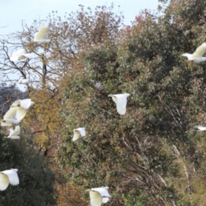 Cacatua galerita at Dickson, ACT - 7 Jul 2024