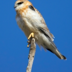 Elanus axillaris (Black-shouldered Kite) at Goorooyarroo NR (ACT) - 7 Jul 2024 by jb2602