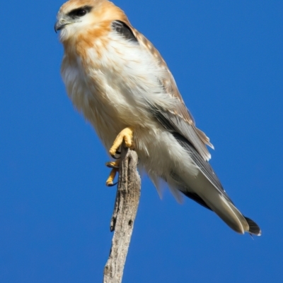 Elanus axillaris (Black-shouldered Kite) at Goorooyarroo NR (ACT) - 7 Jul 2024 by jb2602