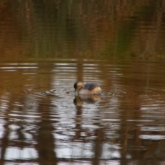 Tachybaptus novaehollandiae (Australasian Grebe) at Namadgi National Park - 7 Jul 2024 by MB