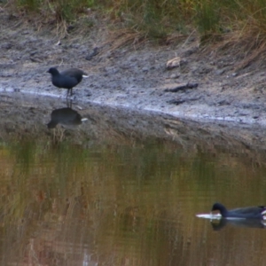 Gallinula tenebrosa at Namadgi National Park - 8 Jul 2024