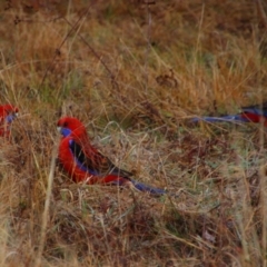 Platycercus elegans (Crimson Rosella) at Namadgi National Park - 7 Jul 2024 by MB