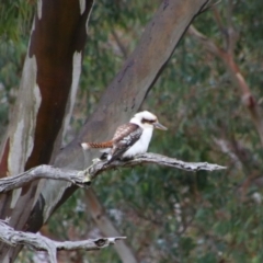 Dacelo novaeguineae (Laughing Kookaburra) at Namadgi National Park - 7 Jul 2024 by MB