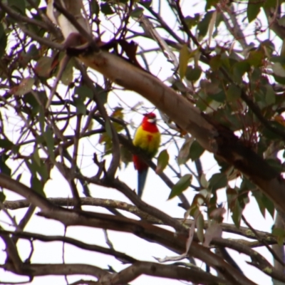 Platycercus eximius (Eastern Rosella) at Namadgi National Park - 7 Jul 2024 by MB