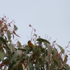 Nesoptilotis leucotis (White-eared Honeyeater) at Namadgi National Park - 7 Jul 2024 by MB