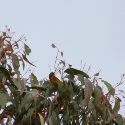 Nesoptilotis leucotis (White-eared Honeyeater) at Namadgi National Park - 7 Jul 2024 by MB