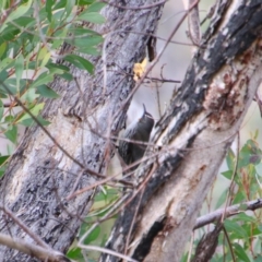 Cormobates leucophaea (White-throated Treecreeper) at Namadgi National Park - 7 Jul 2024 by MB