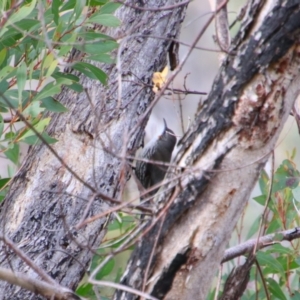 Cormobates leucophaea at Namadgi National Park - 8 Jul 2024 09:27 AM