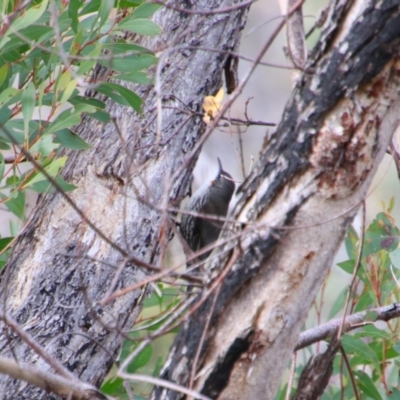 Cormobates leucophaea (White-throated Treecreeper) at Namadgi National Park - 8 Jul 2024 by MB