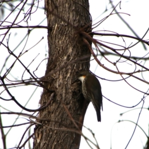 Cormobates leucophaea at Namadgi National Park - 8 Jul 2024 09:27 AM