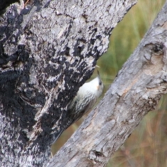 Cormobates leucophaea at Namadgi National Park - 8 Jul 2024