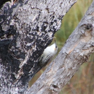 Cormobates leucophaea at Namadgi National Park - 8 Jul 2024 09:27 AM