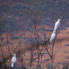 Cacatua galerita at Namadgi National Park - 8 Jul 2024