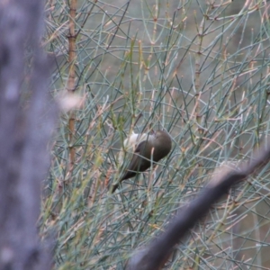 Acanthiza pusilla at Namadgi National Park - 8 Jul 2024 10:32 AM