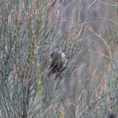 Acanthiza pusilla at Namadgi National Park - 8 Jul 2024 10:32 AM