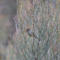 Acanthiza pusilla at Namadgi National Park - 8 Jul 2024