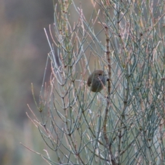 Acanthiza pusilla at Namadgi National Park - 8 Jul 2024