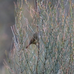 Acanthiza pusilla at Namadgi National Park - 8 Jul 2024