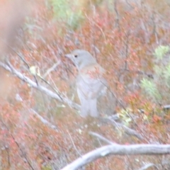 Colluricincla harmonica (Grey Shrikethrush) at Namadgi National Park - 8 Jul 2024 by MB