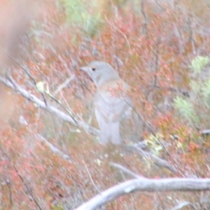 Colluricincla harmonica at Namadgi National Park - 8 Jul 2024