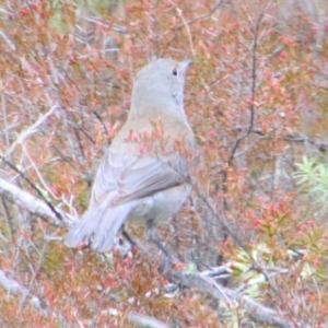 Colluricincla harmonica at Namadgi National Park - 8 Jul 2024 10:42 AM