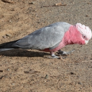 Eolophus roseicapilla at Dickson, ACT - 7 Jul 2024