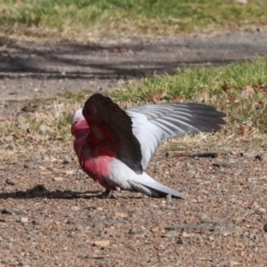 Eolophus roseicapilla at Dickson, ACT - 7 Jul 2024