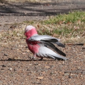 Eolophus roseicapilla at Dickson, ACT - 7 Jul 2024 10:31 AM