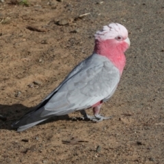 Eolophus roseicapilla at Dickson, ACT - 7 Jul 2024 10:31 AM