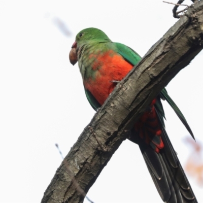 Alisterus scapularis (Australian King-Parrot) at Dickson Wetland Corridor - 7 Jul 2024 by AlisonMilton