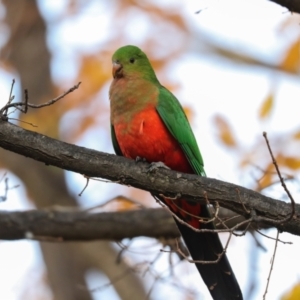 Alisterus scapularis at Dickson Wetland Corridor - 7 Jul 2024