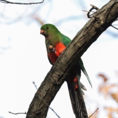 Alisterus scapularis at Dickson Wetland Corridor - 7 Jul 2024 10:33 AM