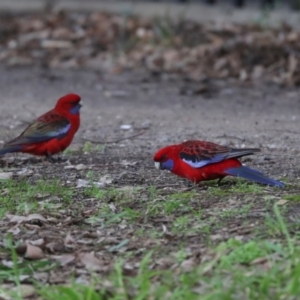 Platycercus elegans at City Renewal Authority Area - 7 Jul 2024 10:45 AM