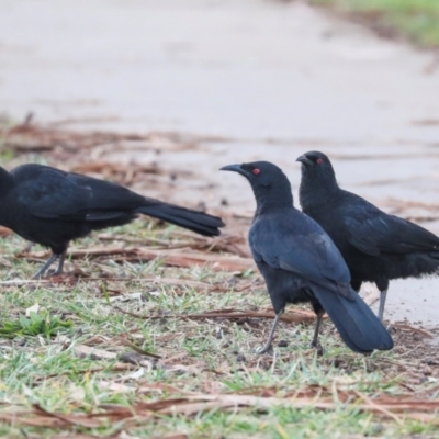 Corcorax melanorhamphos (White-winged Chough) at Dickson, ACT - 7 Jul 2024 by AlisonMilton