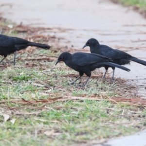 Corcorax melanorhamphos at Dickson, ACT - 7 Jul 2024 10:51 AM