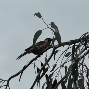 Anthochaera carunculata at Isaacs, ACT - 8 Jul 2024